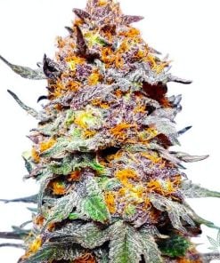 grand daddy purps seeds