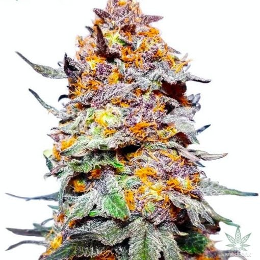 grand daddy purps seeds