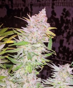 granddaddy purple cannabis seeds