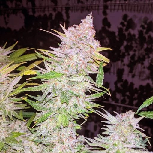 granddaddy purple cannabis seeds