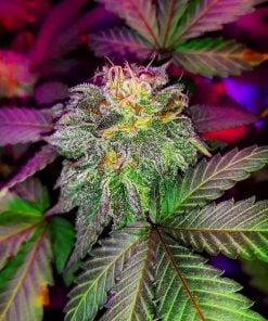 GSC Seeds Girl Scout Cookies Cannabis-Sorte