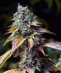 la confidential strain la confidential seeds marijuna