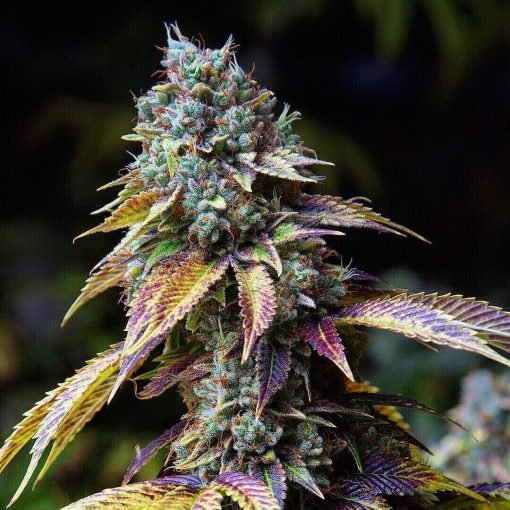 la confidential strain la confidential seeds marijuna