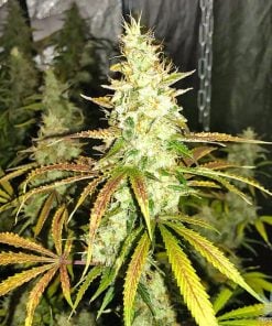 White Widow Autoflower-Samen