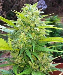 White Widow Autoflower-Sorte