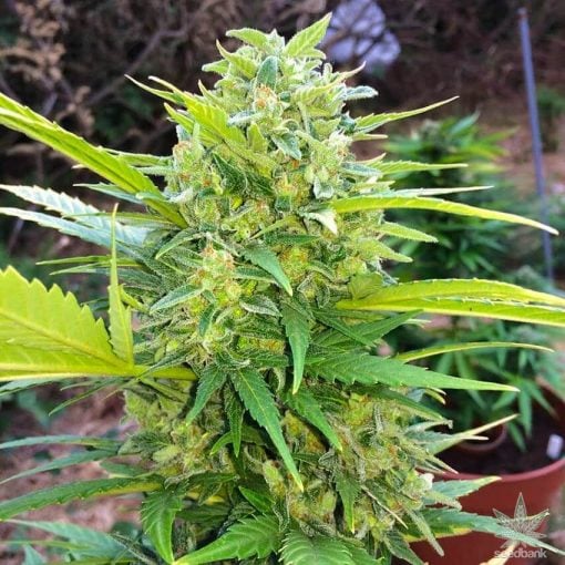 variété à autofloraison White Widow