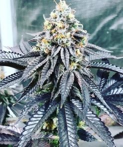 bubba kush strain marijuana seeds usa