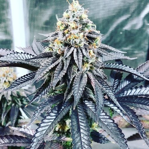 bubba kush strain marijuana seeds usa