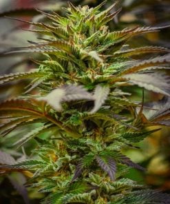 bubba kush souche graines de mauvaises herbes etats-unis