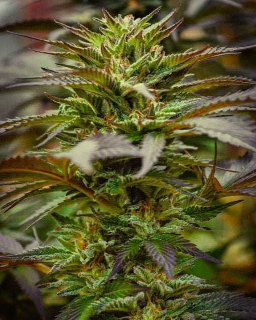bubba kush strain weed seeds usa