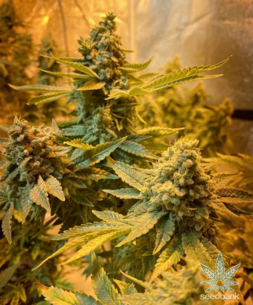 dosido strain usa dosidos seeds for sale