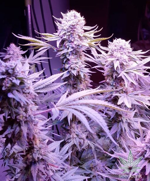 dosido strain usa buy dosidos seeds online