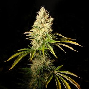 CBD Chemdog Seeds États-Unis