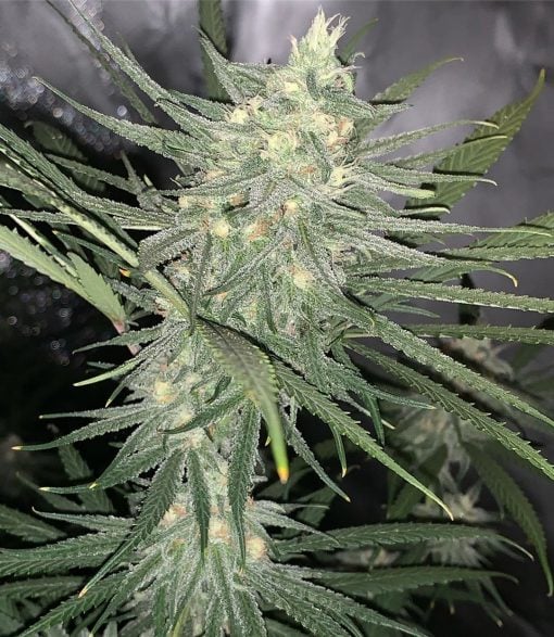 blue dream pot seeds usa