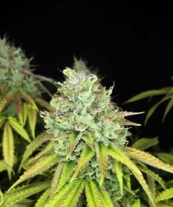 fast bruce banner seeds