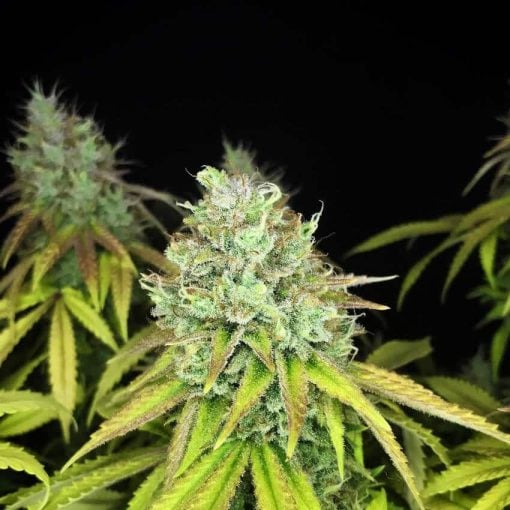 fast bruce banner seeds