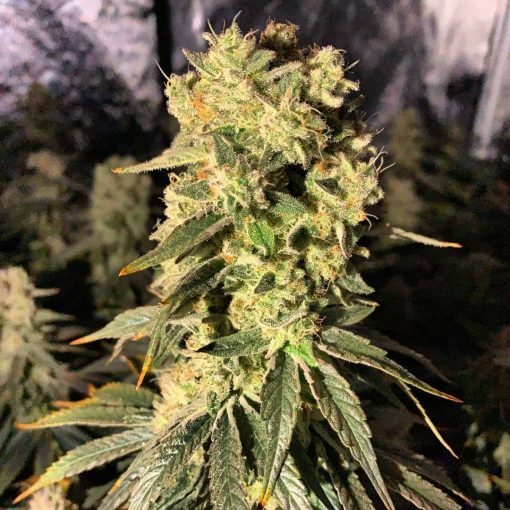 CBD Sour Lemon Haze marijuana Seeds USA