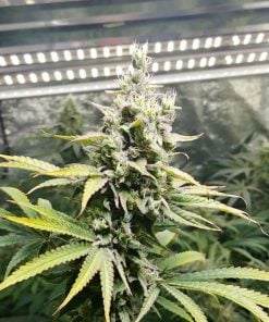 Semillas de maceta de variedad Alien Technology EE. UU.