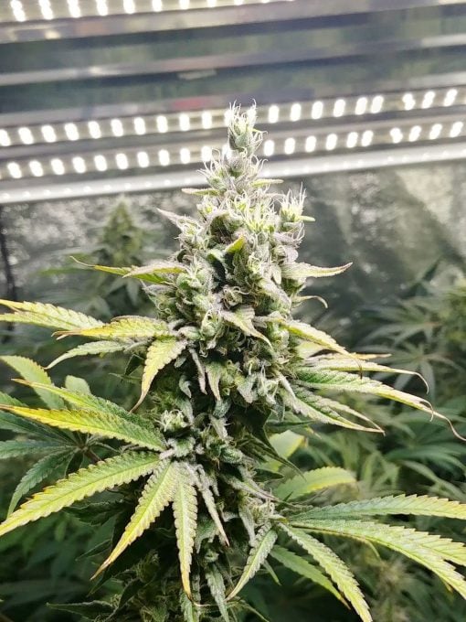 Semillas de maceta de variedad Alien Technology EE. UU.