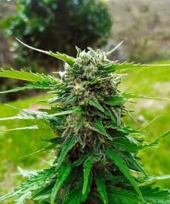 feminisierte Skunk-Cannabissamen USA