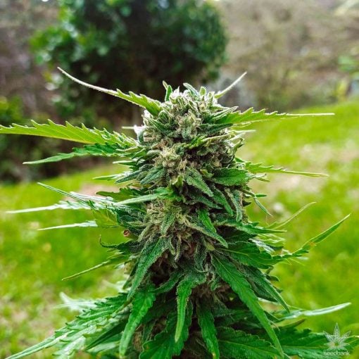 semillas de cannabis skunk feminizadas estados unidos