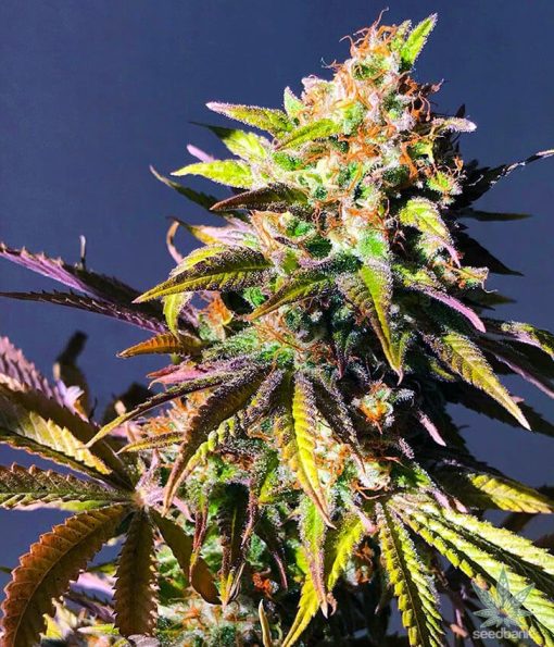 semillas tempranas de variedad skunk usa