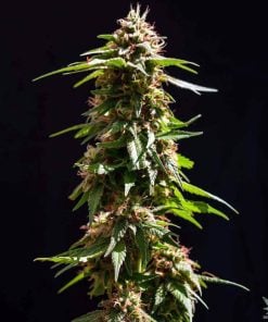 semillas de cannabis skunk tempranas estados unidos