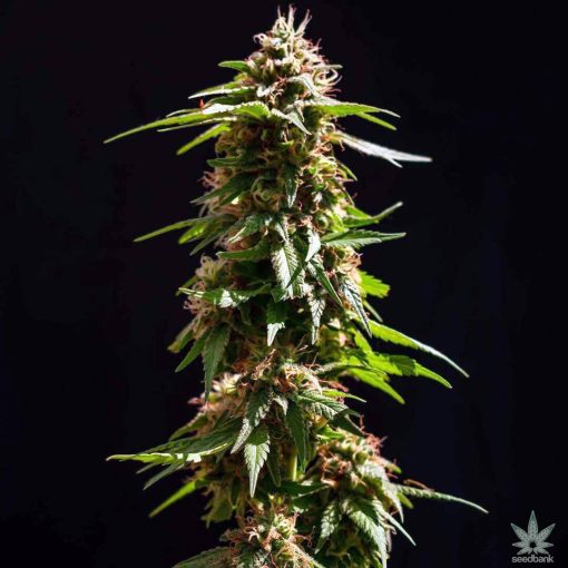 early skunk cannabis seeds usa