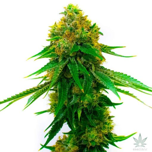 semillas feminizadas de variedad skunk usa