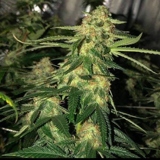 Semillas de cannabis feminizadas Blue Diadema USA