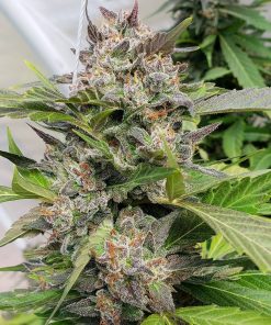 feminized blue headband seeds USA