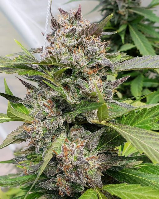 feminized blue headband seeds USA