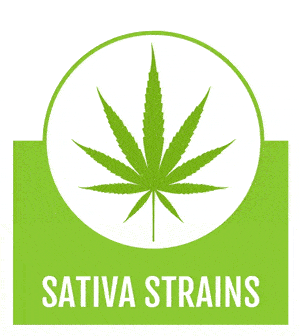 Semi di Sativa, Acquista semi di cannabis Sativa online