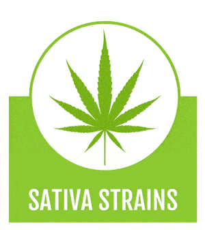 cananbis-sativa-seeds