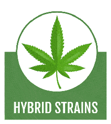 semillas híbridas comprar semillas de marihuana híbridas en línea EE. UU.