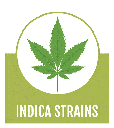 indica seeds