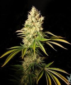 CBD-Chemdog-Seeds-USA