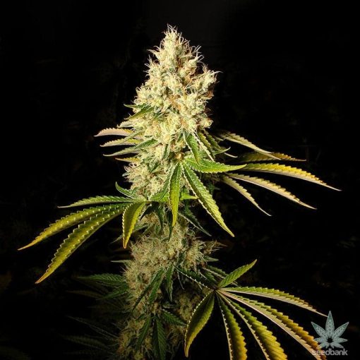 CBD-Chemdog-Seeds-USA