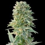 products-CBD-jack-herer-seeds-