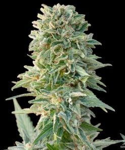 Semillas de CBD Jack Herer