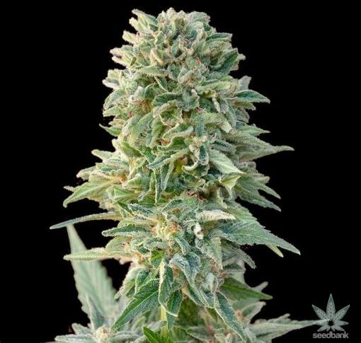 Graines de CBD Jack Herer