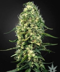 CBD-Super-Silver-Haze-Samen