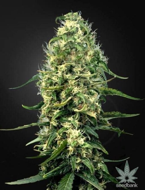 Graines de CBD-super-silver-haze