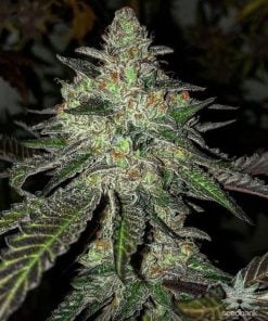 Gelato_33_seeds_2