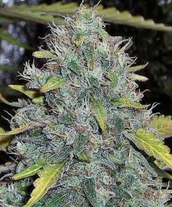 Semillas de la variedad White Widow