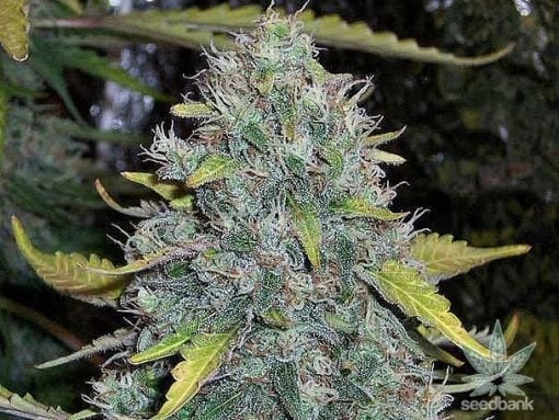 Semillas de la variedad White Widow