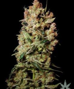 agent_orange_cannabis_seeds_seedking.com