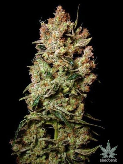 agent_orange_cannabis_seeds_seedking.com