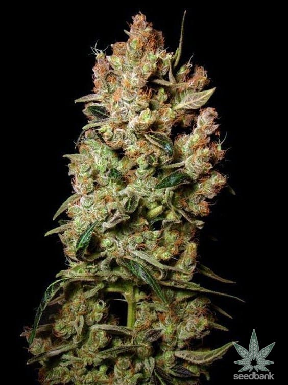 Agent Orange Seeds Feminized Agent Orange Cannabis Seeds Agent Orange Seeds Feminized Agent Orange Cannabis Seeds