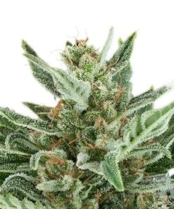 amnesia-seeds-seed-king